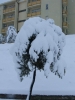 Nome del file=DSCF6689.JPG
Dimensione del file=159KiB
Dimensioni=450x600
Aggiunta il=17 Dic 2007 DSCF6689.JPG