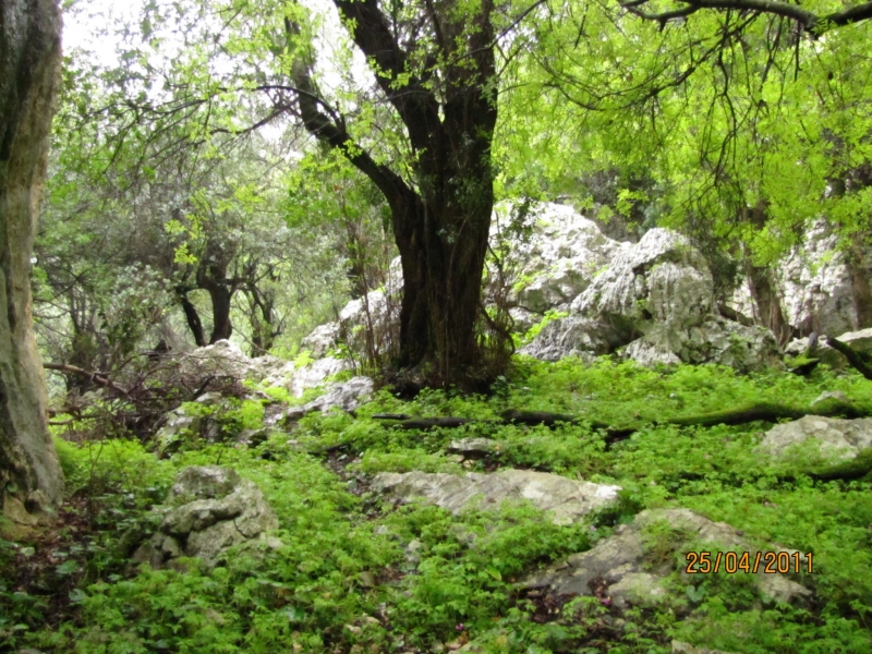 Clicca per vedere l'immagine alla massima grandezza