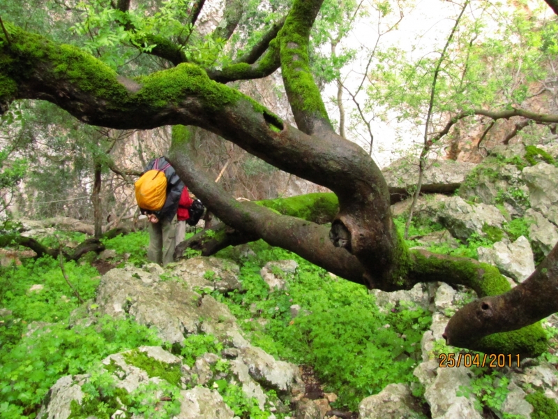 Clicca per vedere l'immagine alla massima grandezza