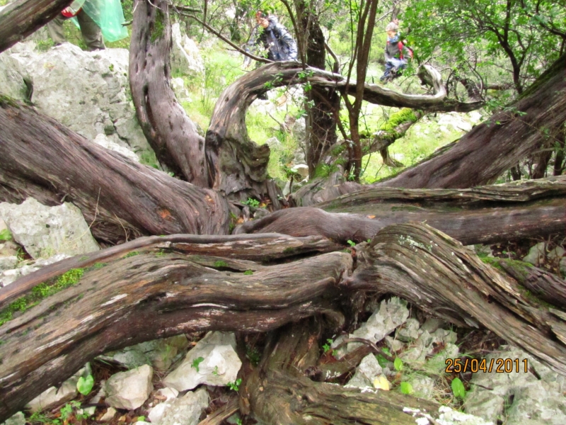 Clicca per vedere l'immagine alla massima grandezza