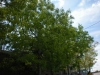 Nome del file=Immagine_113.jpg
Dimensione del file=73KiB
Dimensioni=600x450
Aggiunta il=06 Mag 2009 Immagine_113.jpg