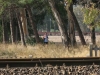 San_Gavino_272.JPG